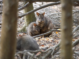 Adult and Young Tasmanian Pademelons in Forest, Maria Island, Tasmania, Australia © JumsiCat