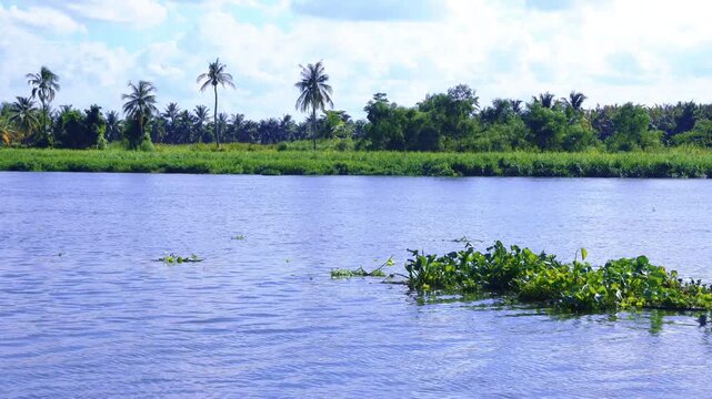 Beautiful tropical river landscape with a wild Asian Openbill Stork taking off from a floating water hyacinth