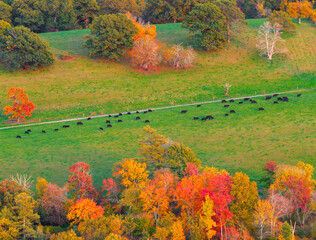 Fototapeta premium aerial view of autumn woods and pasture green meadow
