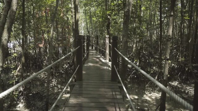 Narrow Wooden Boardwalk Surrounded by Dense Mangrove Trees.
