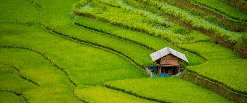 Banner Rice Field Green agriculture ecosystem Asian rice paddy field Vietnam green farm. Banner Harvest planting golden green rice terraces in organic farm tropical natural sunrise with copy space