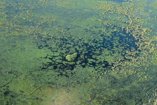 Aerial View of Algae-Covered Marsh Water