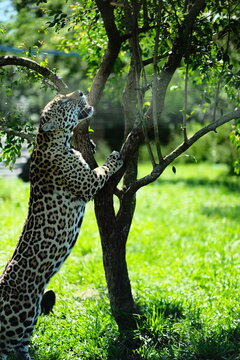 Jaguar Standing Against a Tree Trunk