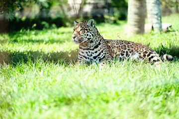 Jaguar Lying in Grass in Profile © CaptureQueen