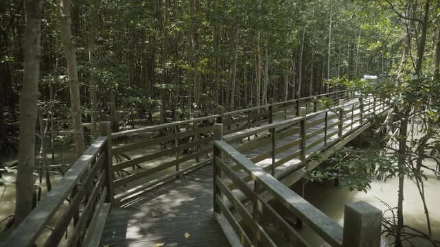 Wooden Boardwalk Winding Through a Lush Tropical Mangrove Forest.