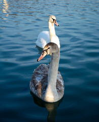 swan on the lake © gaby