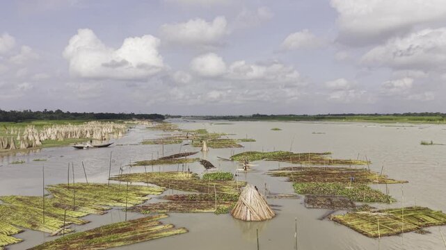 Top Down View of Traditional Jute Retting in the Padma River