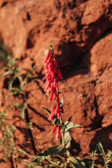 Naklejka premium Vibrant red wildflowers blooming in the desert