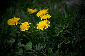 Yellow dandelion, taraxacum officinale, flower on spring meadow. © wiha3