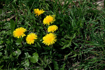 Yellow dandelion, taraxacum officinale, flower on spring meadow. © wiha3