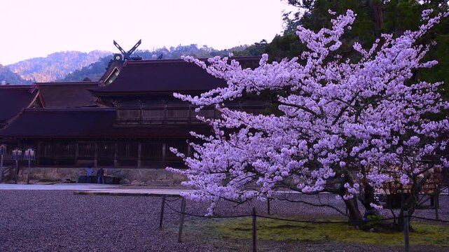 出雲大社と桜