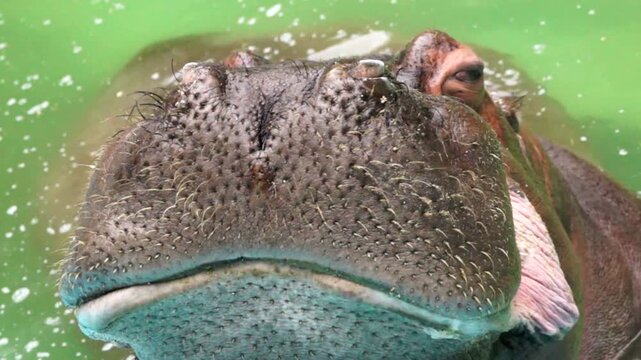 カバ