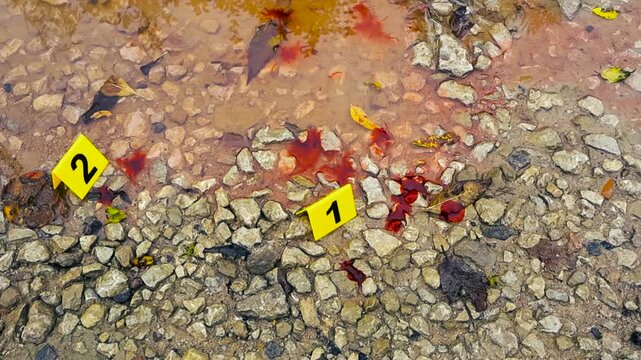 Forensic markers indicating drops of blood on a gravel ground during a police investigation. Evidence is being cataloged at an outdoor crime scene on a rainy day with autumn leaves in a puddle
