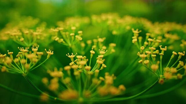 Tiny yellow blossoms bloom on green stems. Soft focus reveals delicate flower clusters. Nature's quiet beauty fills the frame. Gentle greens and yellows glow in warmth