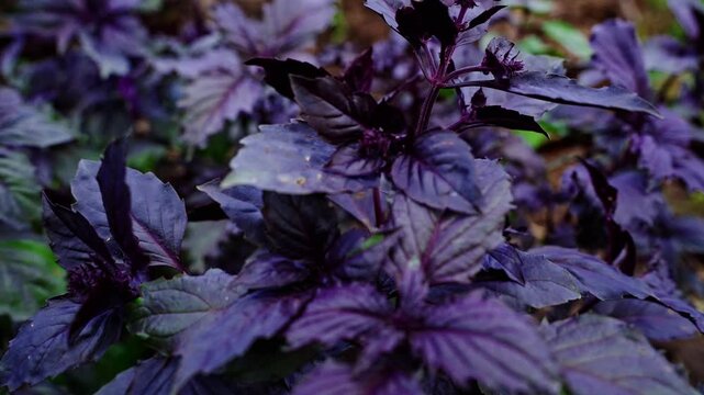 Rich purple leaves glow softly in garden light. Deep green stems frame the vibrant foliage. Texture details show natural plant growth. Ideal for culinary, herbal, or botanical themes