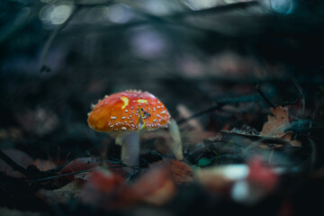Grzyby, las, jesień © Estera