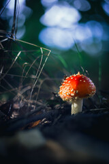 Grzyby, las, jesień © Estera