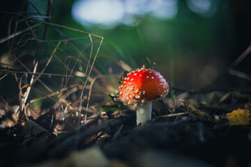 Grzyby, las, jesień © Estera