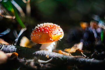 Grzyby, las, jesień © Estera
