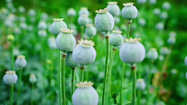 Green field holds poppy pods, tall and round. Soft light highlights their pale, fuzzy surfaces. Stems stand firm against a lush, leafy background. Pods sway gently, nature's quiet rhythm