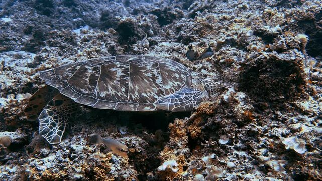 A sea turtle feeds among textured reef rocks in Mauritius waters, with small fish nearby. Its patterned shell and flippers suit marine wildlife, conservation and nature education content.