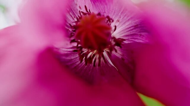 Soft pink petals bloom gently in close-up view. Tiny red center draws focus with delicate filaments. Green background softly blurs, emphasizing flower's vivid hue. Ideal for nature, botanical
