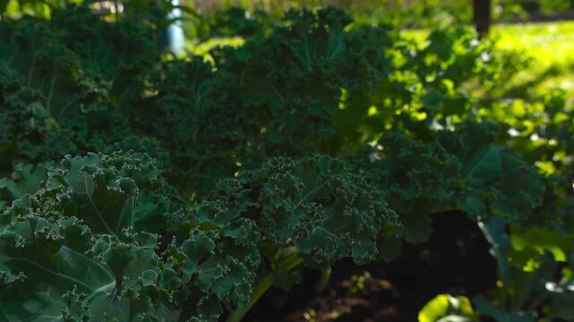 Close up view of dark green kale leaves growing in a vegetable patch on a sunny summer day, with a beautiful soft focus background highlighting the concept of organic farming and healthy eating