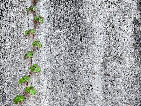 Green ivy vine climbing on a rough concrete wall texture background