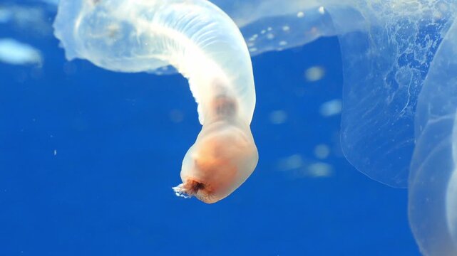 Close-up lens movement focusing on the delicate oral structure of a pelagic sea snail drifting in clear blue water