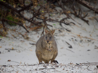Tasmanian Pademelon on a White Sandy Beach, Maria Island, Tasmania, Australia © JumsiCat