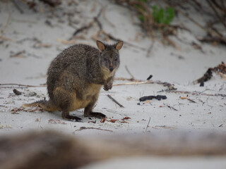 Tasmanian Pademelon on a White Sandy Beach, Maria Island, Tasmania, Australia © JumsiCat