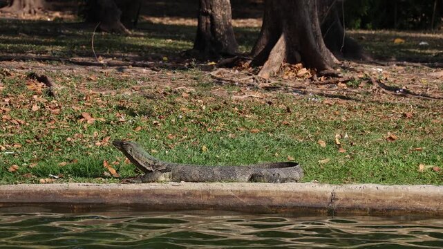 Footage of an Asian water monitor lizard sunbathing happily by the lake