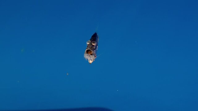 Unique macro view of a deep-sea hatchetfish suspended upside down in the pelagic water column against a boat hull shadow.