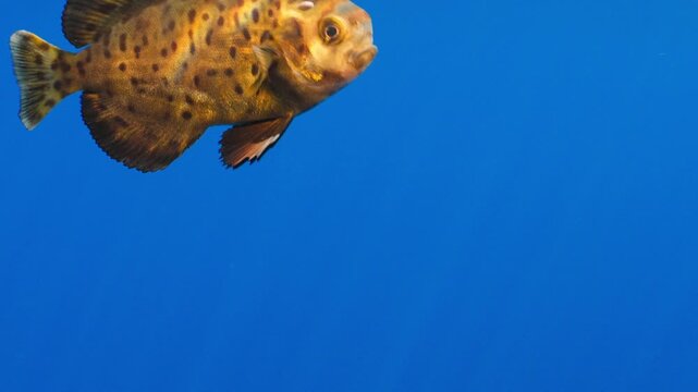 Detailed underwater recording of a spotted juvenile pompano swimming in open pelagic waters carrying a small external organism.