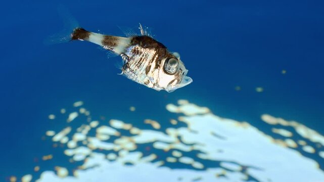 Smooth camera movement circling around a small marine hatchetfish suspended in the pelagic water column against a bright surface background.