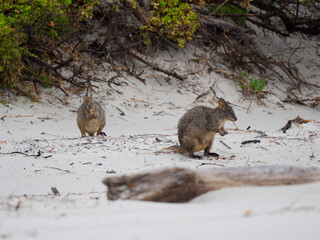Tasmanian Pademelon on a White Sandy Beach, Maria Island, Tasmania, Australia © JumsiCat