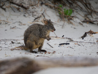 Tasmanian Pademelon on a White Sandy Beach, Maria Island, Tasmania, Australia © JumsiCat