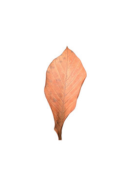Dried brown autumn leaf isolated on a white background
