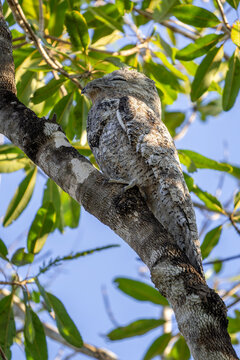 Great Potoo - Nyctibius grandis, unique nocturnal bird native to the forests and woodlands of Central and South America, Pantanal, Brazil.