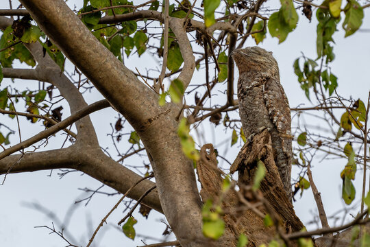 Great Potoo - Nyctibius grandis, unique nocturnal bird native to the forests and woodlands of Central and South America, Pantanal, Brazil.