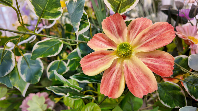 Vibrant Pink and Yellow Flower Surrounded by Green Leaves in Garden