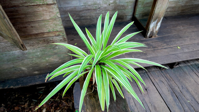 Vibrant Green Indoor Plant with Striped Leaves in Natural Light