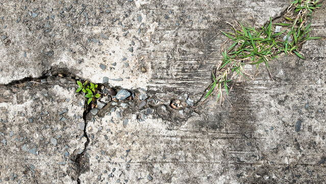 Green Growth Through Crack in Concrete Surface Showcasing Resilience