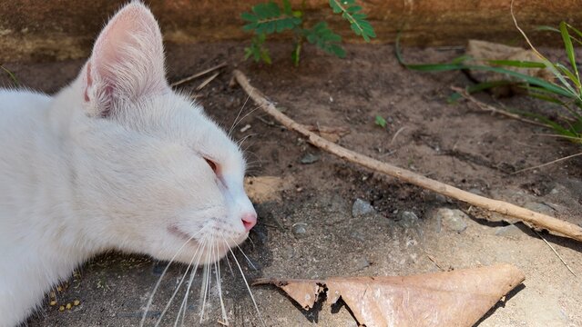 Relaxed White Cat Resting on Ground with Natural Surroundings