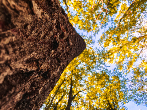 Moss Covered Tree Trunk in La Fageda d en Jorda Forest