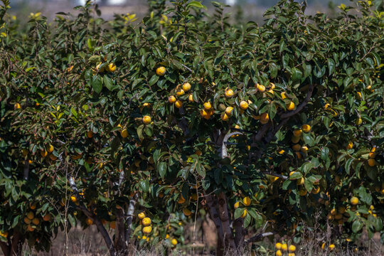 Japanese persimmon trees (Diospyros kaki) laden with ripe fruit in an orchard at Chulilla, Valencia, Spain