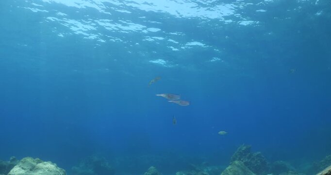 squid  underwater  calamari drifting and swimming underwater close and slow ocean scenery animal cephalopod : Decapodiformes sepioteuthis lessoniana