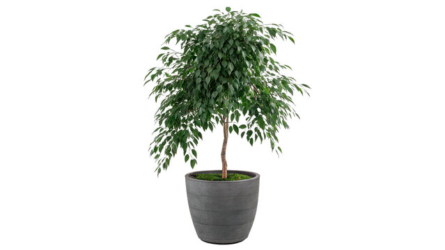 Beautiful tall green ficus tree houseplant in dark gray pot, isolated on transparent background.
