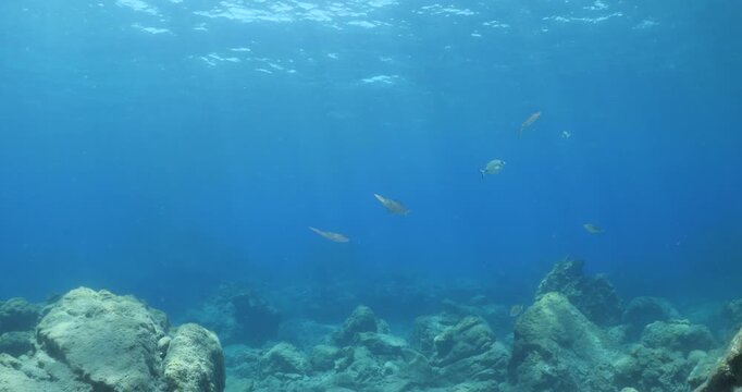squid  underwater  calamari drifting and swimming underwater close and slow ocean scenery animal cephalopod : Decapodiformes sepioteuthis lessoniana