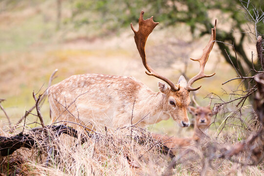 European fallow deer buck with antlers in spring,Dama dama, forest of Amsterdamse Waterleidingduinen in the Netherlands, wildlife in the woodland 